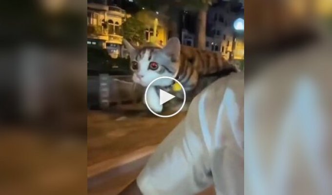 Кот-пилот на вечерней прогулке