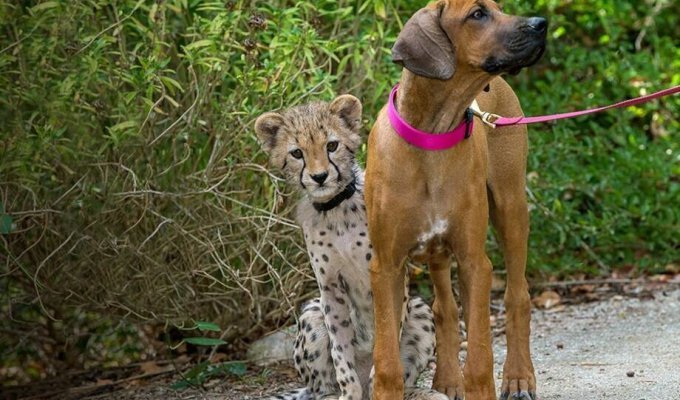Як подружилися собака та гепард (4 фото + 1 відео)