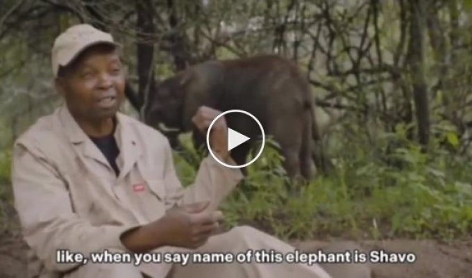 Слоненок услышал, что работник заповедника произносит его имя, и решил остановить интервью