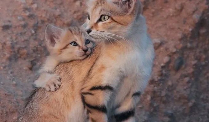 Барханные коты — самые милые жители пустынь (5 фото)