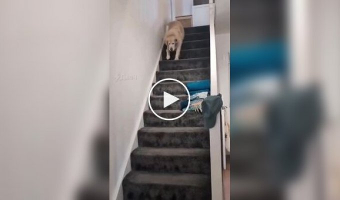 A dog can't quietly descend the stairs