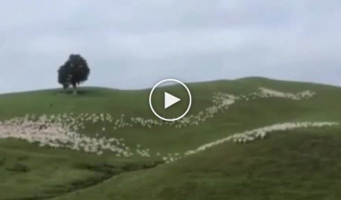 Пять пастушьих собак показали, как надо справляться со стадом овец
