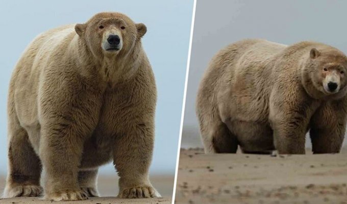 Раздобревший полярный медведь получил прозвище "Толстяк Альберт" (3 фото)