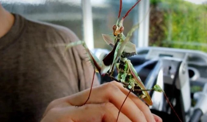 Devil's flower: the life of this praying mantis is like a space horror movie (11 photos)