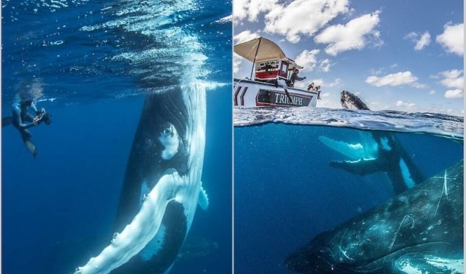 12 потрясающих снимков горбатых китов, которые играют с фотографами (13 фото)