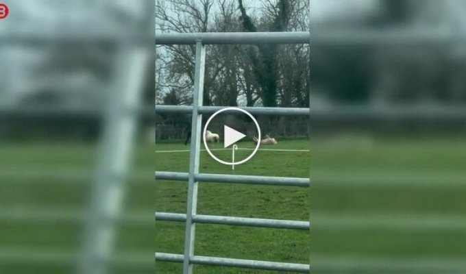 Мужчина спас овцу, которая лежала на спине и не могла перевернуться