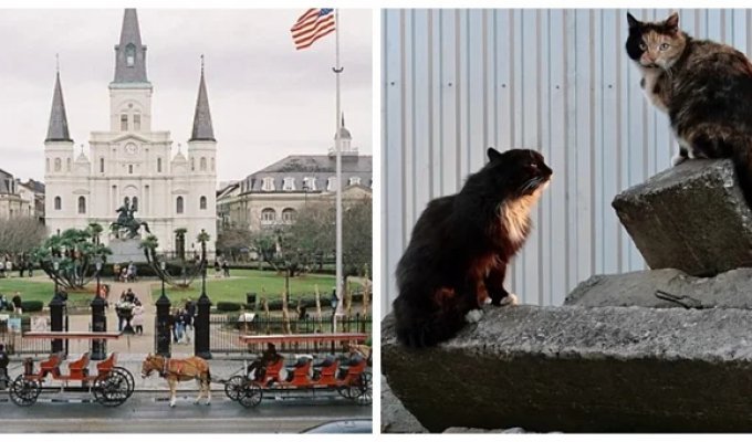 A New Orleans neighborhood that turns into a cat lovers' paradise at night (10 photos)