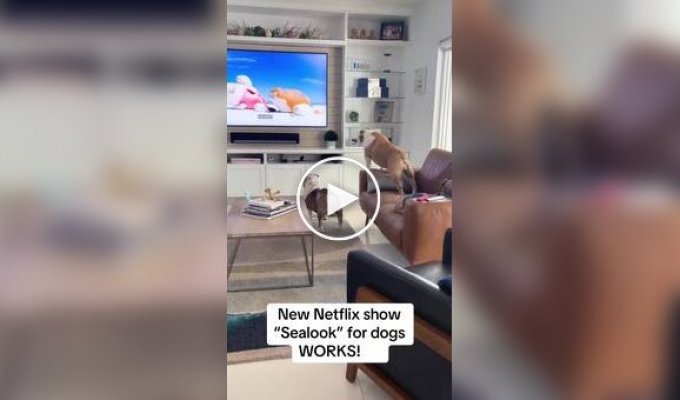Pets fall in love with animated series about seals