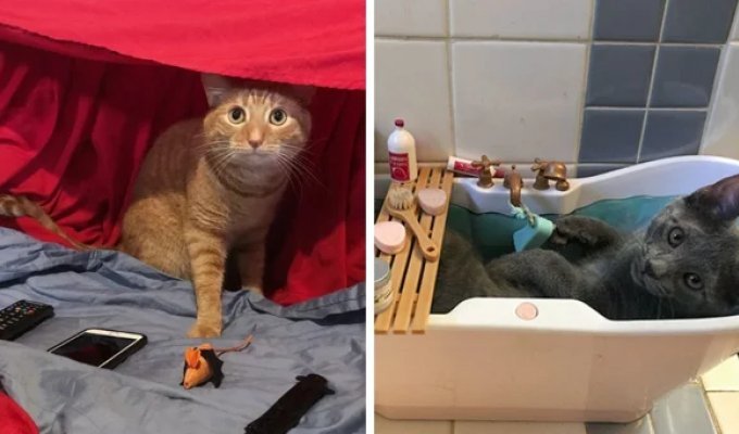 16 photos of cats whose owners clearly decided to win the "Best way to spoil your pet" competition (17 photos)