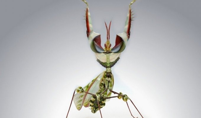 Самые жуткие насекомые планеты (11 фото)