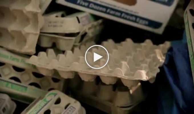 Как эффективно использовать 1400 куринных яиц