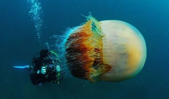 The Lion's Mane Jellyfish: A Stunning Giant of the Ocean Depths (11 photos)