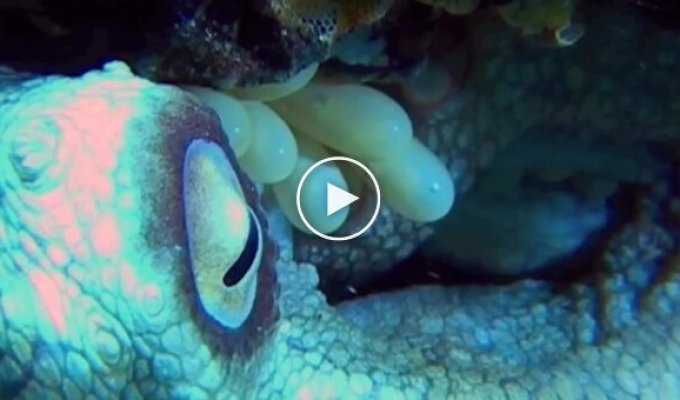 Вилуплення яєць восьминога