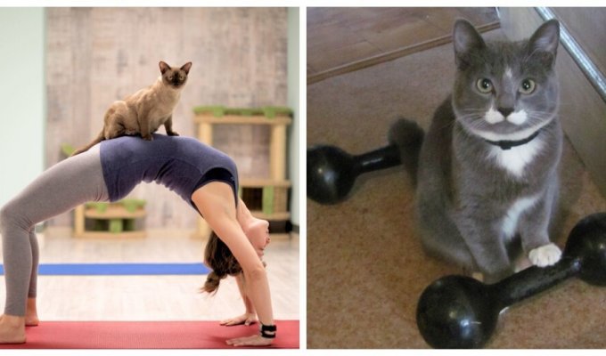 Cat and sports (27 photos)