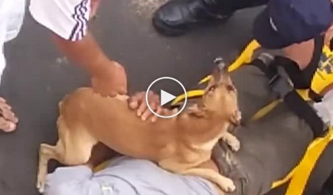 Собака пытается помочь хозяину, которого обследует скорая