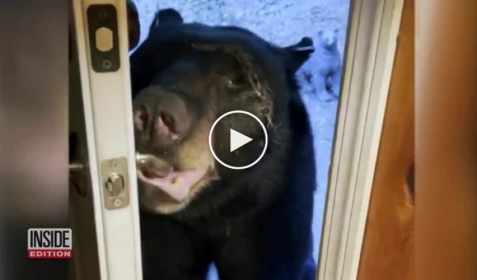 Закрой, пожалуйста, дверь женщина прогнала медведя вежливостью