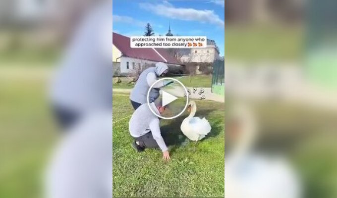 Мужчина спас лебедя и обрел друга