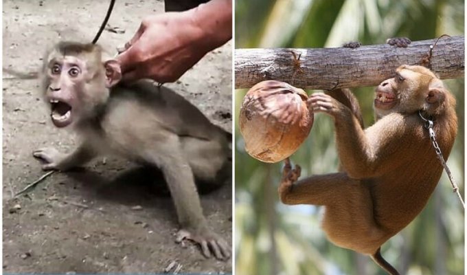 Британские супермаркеты отказались от кокосов, собранных обезьянами (7 фото)