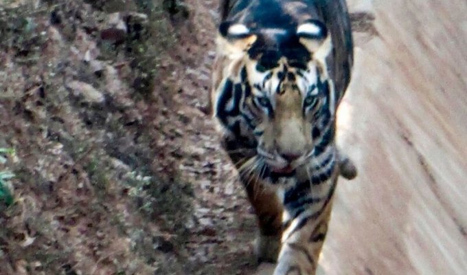 В Индии нашли тигра с необычным окрасом (3 фото)