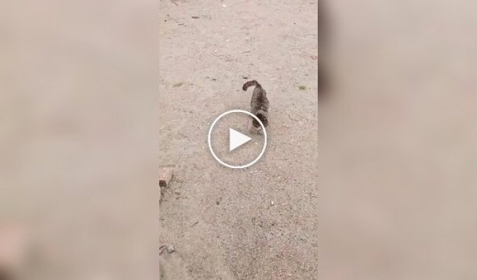 Літня кішка зустрічає господаря