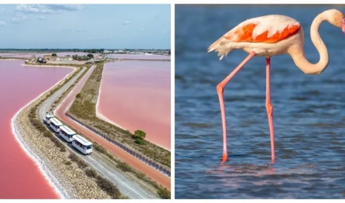 Aigues-Mortes salt marsh – salty abode of pink birds (7 photos + 2 videos)