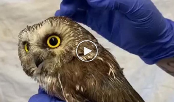 What do owl ears look like?