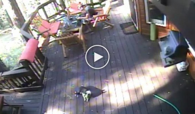 Мужчина успел отбить свою собаку у койота