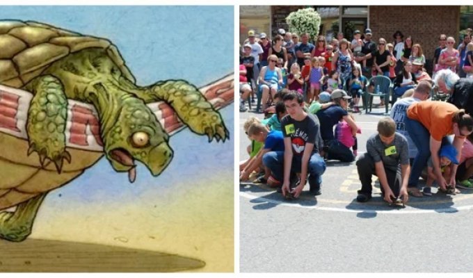 Turtle races in Longueville - an incendiary reptile race (7 photos + 1 video)