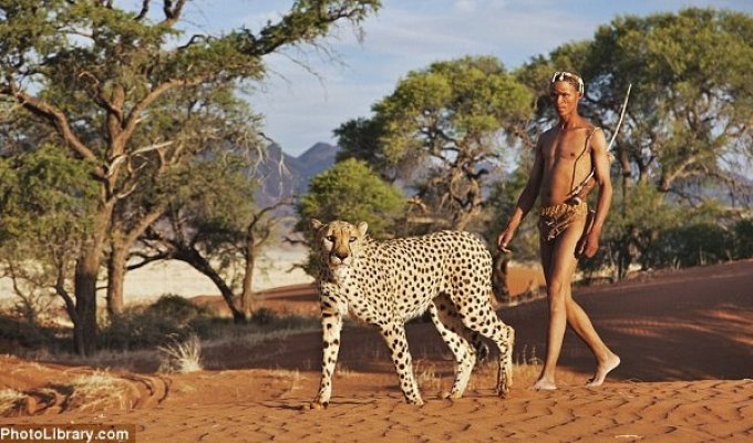 Прогулка с гепардами (6 фото)