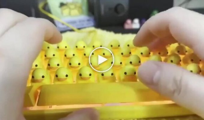 Funny duck keyboard