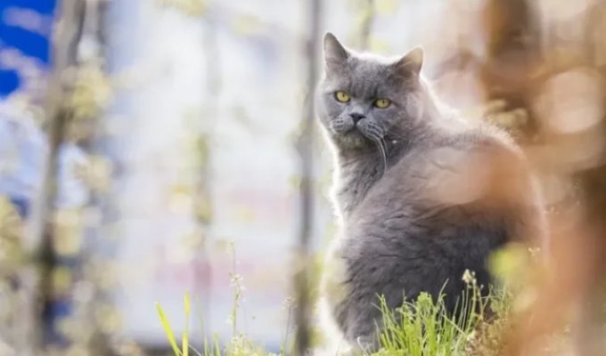 Кошке ищут няньку с зарплатой $87 в час: для животного надо играть на пианино (2 фото + 1 видео)