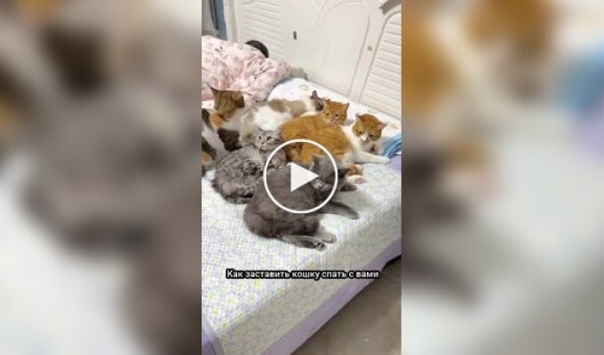 Спеціальні спальні мішки для котиків