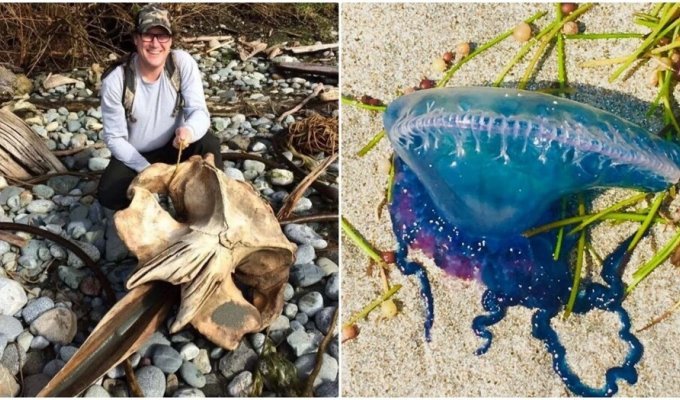 Unexpected finds that people discovered on the beach (16 photos)