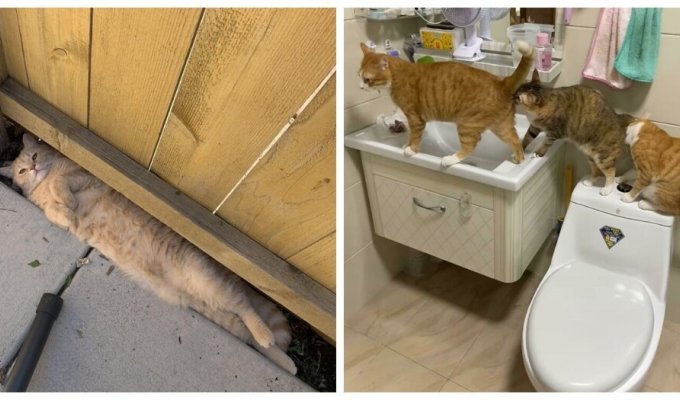 30 cats that broke down and began to function incorrectly (31 photos)