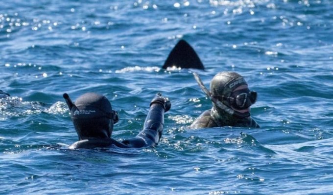 Дайверы спустились под воду и напоролись на акулу-гиганта (5 фото)