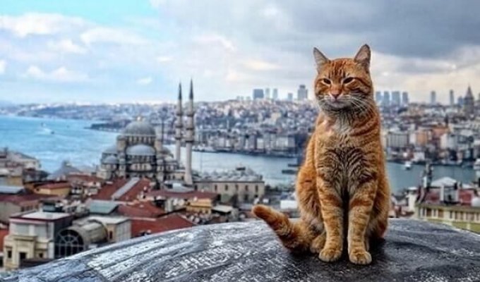 Why are there so many cats in Turkey (11 photos)
