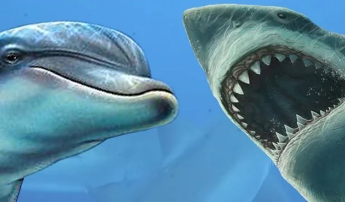 Почему акулы боятся дельфинов? (2 фото)