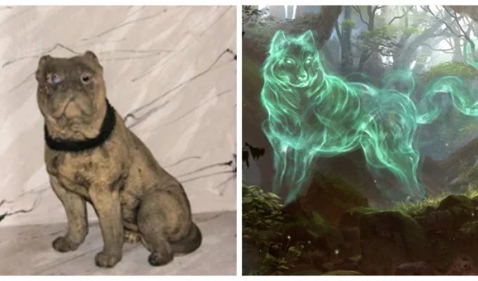 Stiffy Green - a mysterious and charming ghost dog (8 photos + 1 video)