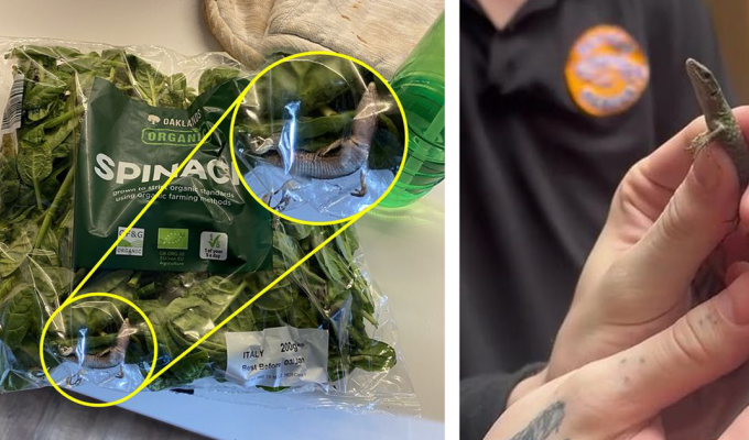 Супруги нашли в холодильнике ящерицу, больше недели прожившую в пачке шпината (4 фото + 1 видео)