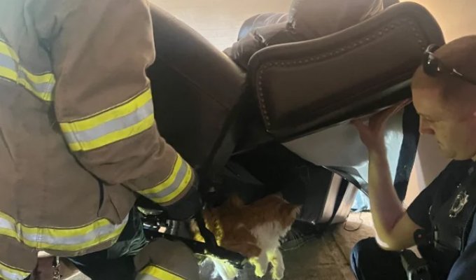 Толстый кот застрял в кресле перед походом к ветеринару (2 фото)