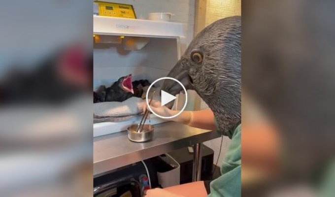 Кормежка осиротевших воронят