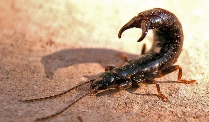 Earwig: An Insect That Won't Let You Hurt and Can Injure (6 photos)