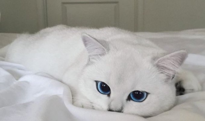 Коби - кот с самыми красивыми глазами (17 фото)