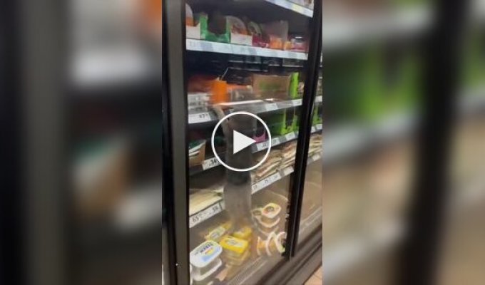 Кот полакомился колбасой в магазине