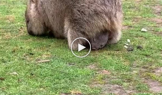 Did you know that wombats have a pouch turned backwards?