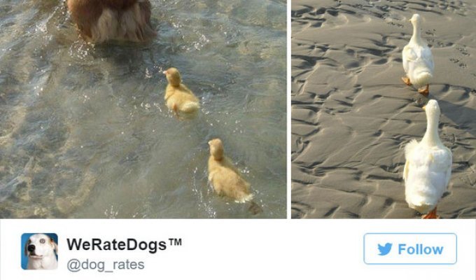 Твиттер-аккаунт, который смешно оценивает собак (15 фото)