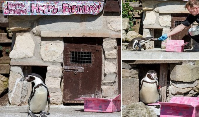 Самка пингвина из Йоркширского зоопарка отмечает 30-летие (8 фото)