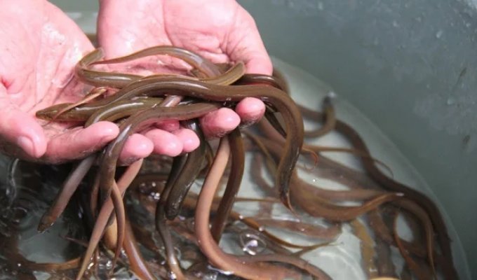 Why eels are not bred in captivity? It's all about the great mystery of their reproduction (9 photos)