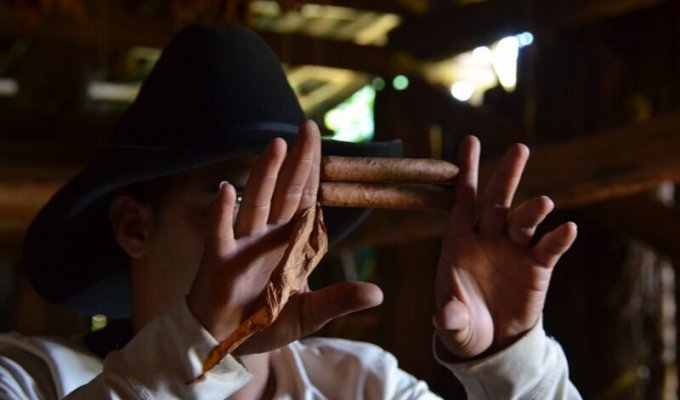 Как на Кубе делают сигары? (25 фото)