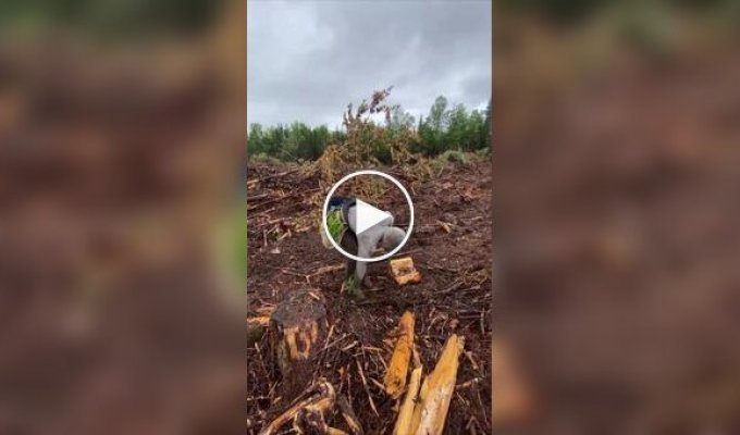 Парень посвящает свое свободное время восстановлению лесов